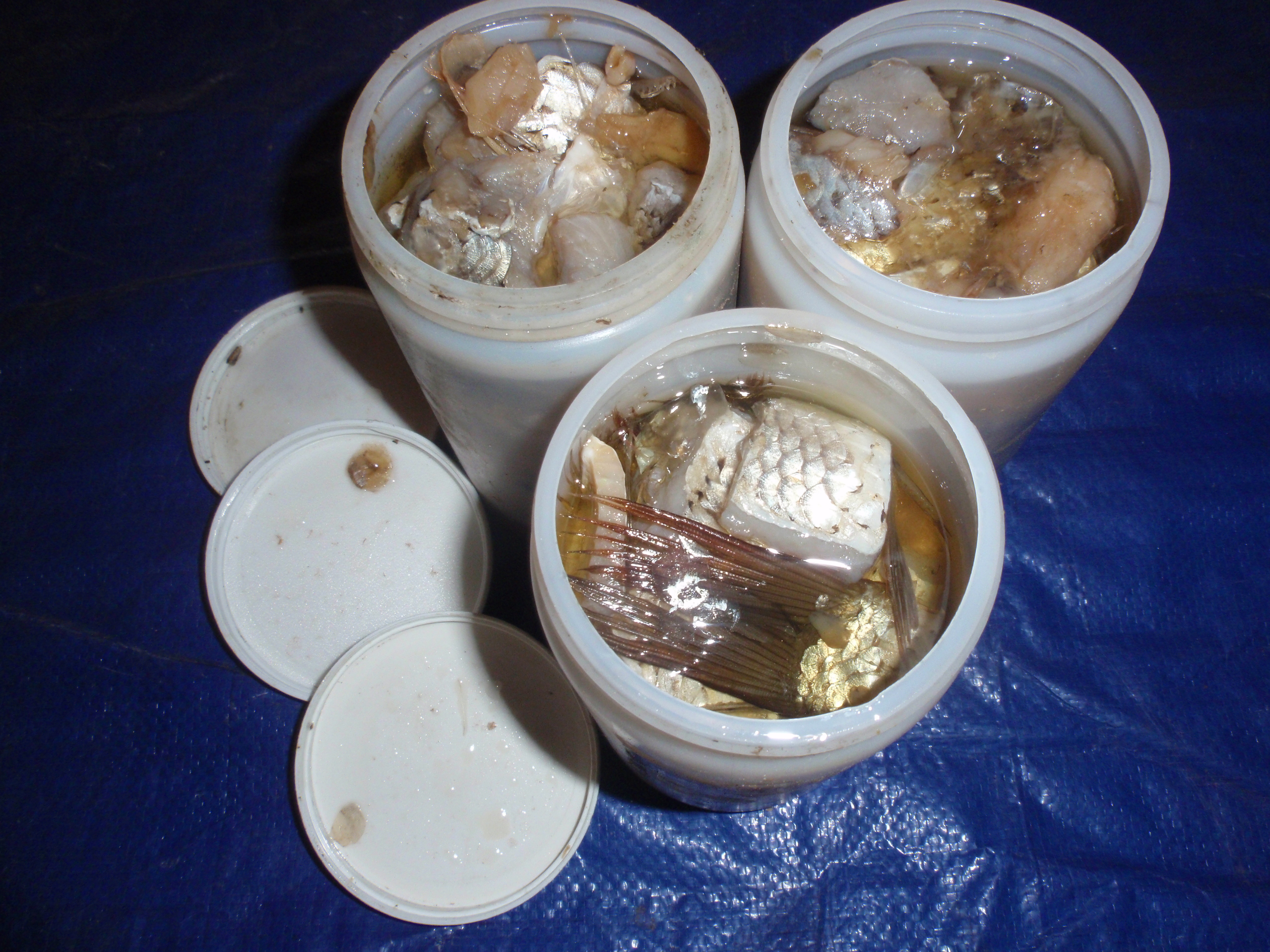 Trapline Preparation How to Make Your Own Raccoon BaitTrapper Predator