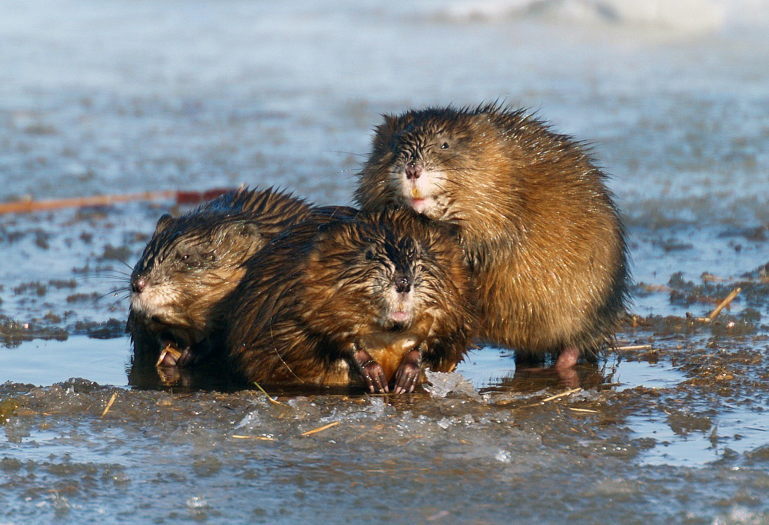 New Jersey Town Holds 75th Annual Muskrat Dinner Trapper Predator