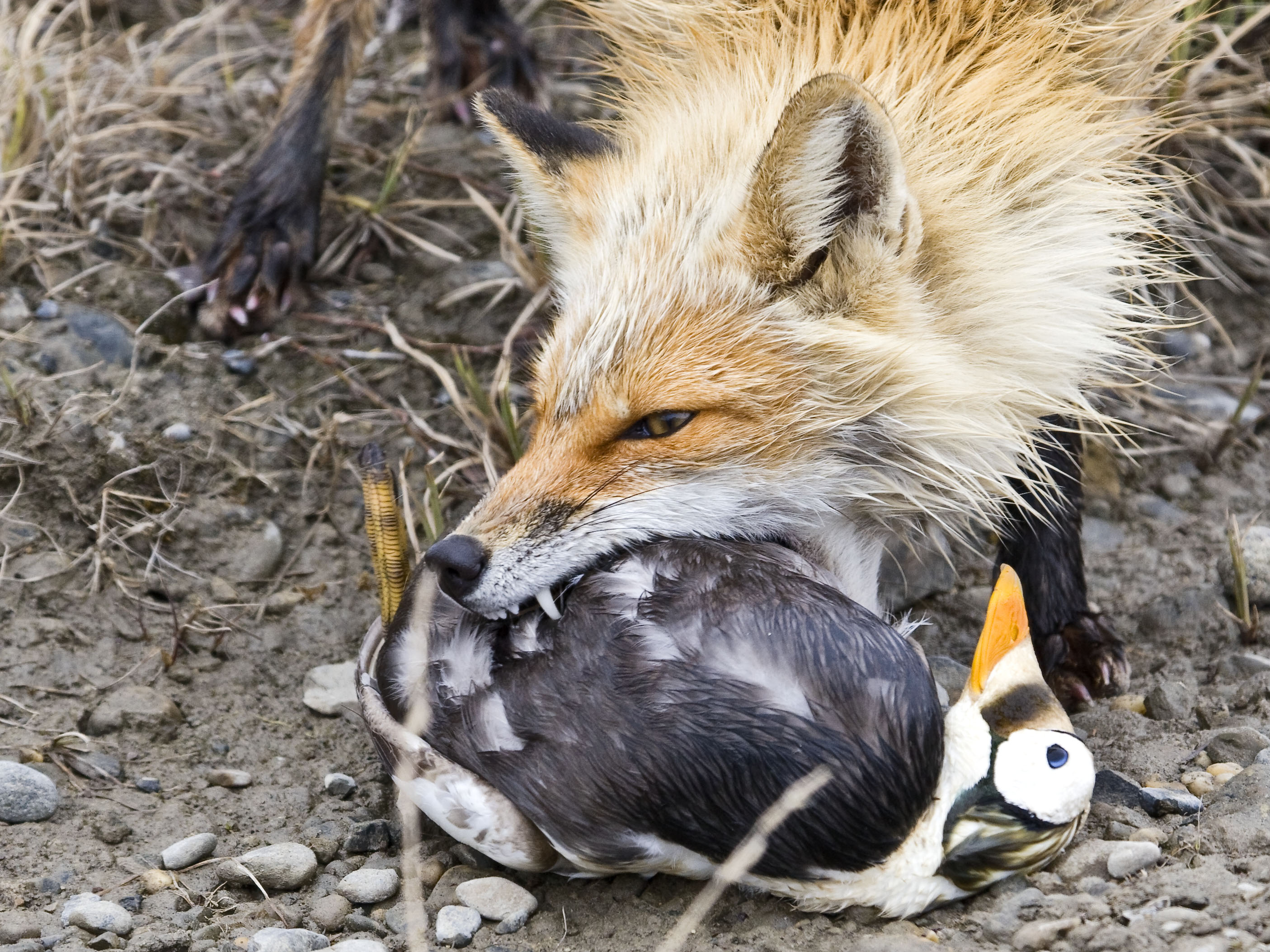 what are red foxes predators and prey