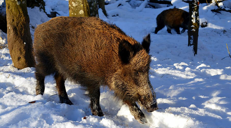Feral Hogs